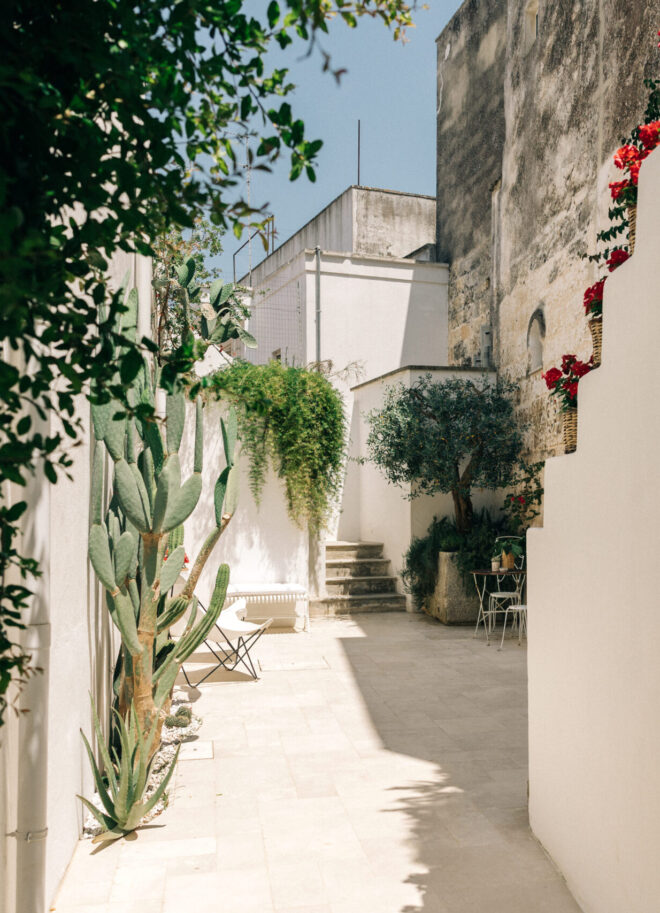 corte_verso_olivo_oriz